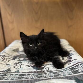 Forte -  Domestic Long Hair Cat for Adoption in Fargo, North Dakota - Forte | PetCurious