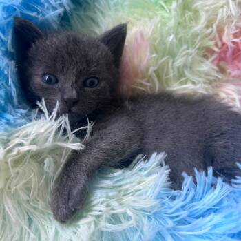 Elijah -  Domestic Short Hair Cat for Adoption in Oceanside, New York - Elijah | PetCurious