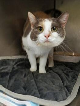 A123177 -  Domestic Short Hair Cat for Adoption in West Valley City, Utah - A123177 | PetCurious