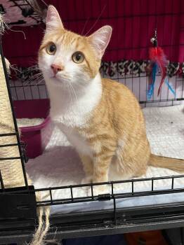 Fanta -  Domestic Short Hair Cat for Adoption in Newaygo, Michigan - Fanta | PetCurious