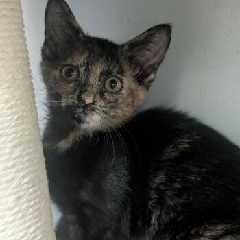 Cheetah -  Domestic Short Hair Cat for Adoption in Watertown, New York - Cheetah | PetCurious