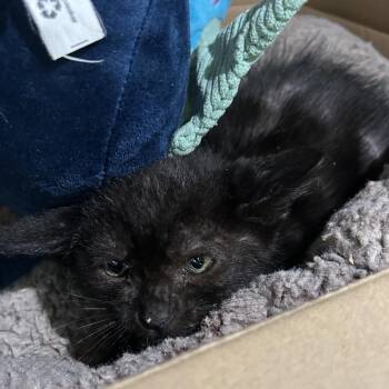 SCROOPLES -  Domestic Short Hair Cat for Adoption in Richmond, California - SCROOPLES | PetCurious