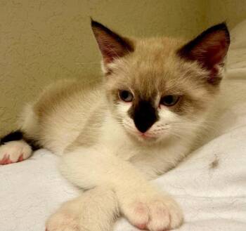 Odysseus -  Siamese Cat for Adoption in Shawnee, Oklahoma - Odysseus | PetCurious