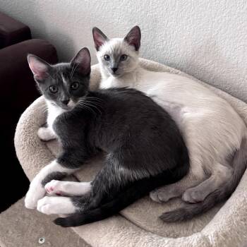 Maya 54135 -  Domestic Short Hair Cat for Adoption in Las Vegas, Nevada - Maya 54135 | PetCurious