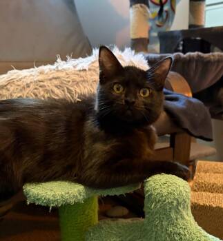 Kacie -  Domestic Short Hair Cat for Adoption in Burnaby, British Columbia - Kacie | PetCurious