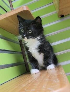 GERTIE -  Domestic Medium Hair Cat for Adoption in St. Peters, Missouri - GERTIE | PetCurious