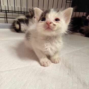 Chicken Thigh Benson -  Domestic Short Hair Cat for Adoption in Eagle Mountain, Utah - Chicken Thigh Benson | PetCurious