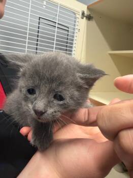 Domestic Short Hair Cats Available for Adoption in Bloomington, Indiana - Ricky Ray | PetCurious