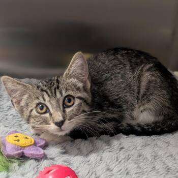 Skittles -  Domestic Short Hair Cat for Adoption in Prairie Du Chien, Wisconsin - Skittles | PetCurious