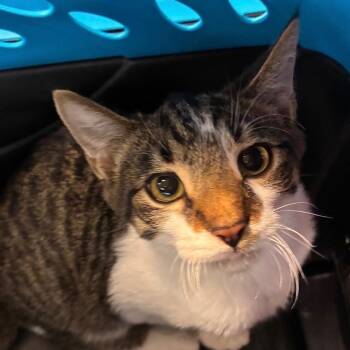 Luke -  Domestic Short Hair Cat for Adoption in New York, New York - Luke | PetCurious