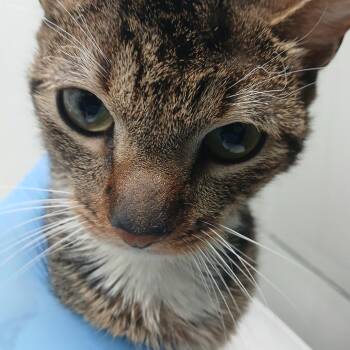 Domestic Short Hair Cats Available for Adoption - Spinach | PetCurious