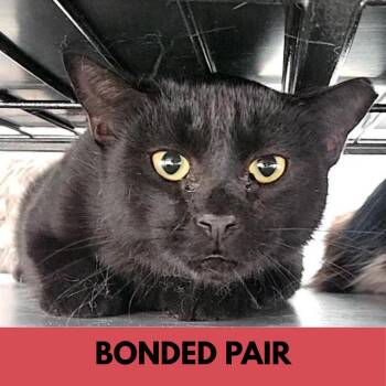 Padua -  Domestic Short Hair Cat for Adoption in Lakewood, Colorado - Padua | PetCurious