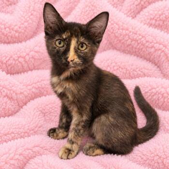 Lilys Tortie Cutie -  Domestic Short Hair Cat for Adoption in Glendora, California - Lilys Tortie Cutie | PetCurious