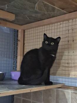 Rescue Domestic Short Hair Cats for Adoption in Courtenay, British Columbia - Deejay | PetCurious