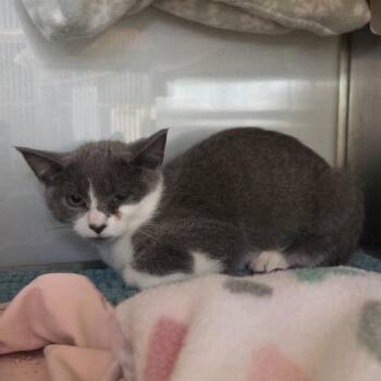 Pipette -  Domestic Short Hair Cat for Adoption in Midland, Michigan - Pipette | PetCurious