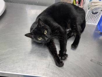 Domestic Short Hair Cats Available for Adoption - Tinker Bell | PetCurious