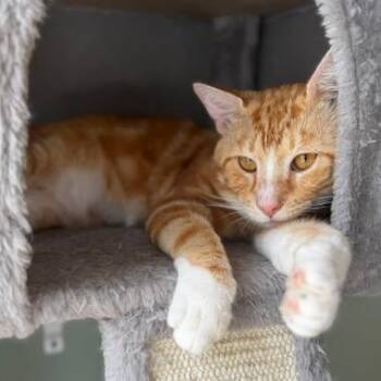 Winnie -  Domestic Short Hair Cat for Adoption in Jupiter, Florida - Winnie | PetCurious