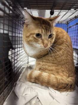 Fuego -  Domestic Short Hair Cat for Adoption in West Chester, Pennsylvania - Fuego | PetCurious