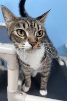 Astrid -  Domestic Short Hair Cat for Adoption in Plant City, Florida - Astrid | PetCurious