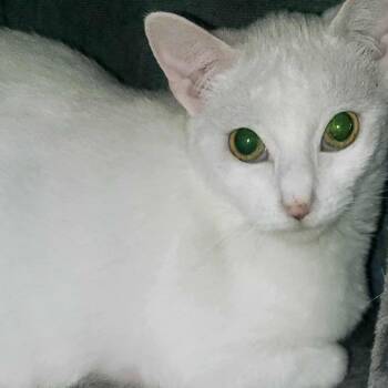 Domestic Medium Hair Cats Available for Adoption - Big Britches | PetCurious