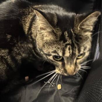 Mickey -- Bonded Buddy With Mimi -  Domestic Short Hair Cat for Adoption in Des Moines, Iowa - Mickey -- Bonded Buddy With Mimi | PetCurious