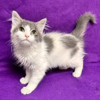 Ritchie -  Domestic Medium Hair Cat for Adoption in Waterloo, Iowa - Ritchie | PetCurious
