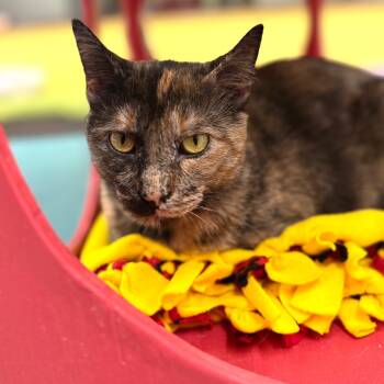 Rescue Domestic Short Hair Cats for Adoption in Wheeling, Illinois - Rachel | PetCurious