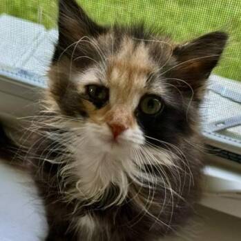 Coraline Miller -  Domestic Long Hair and Calico Cat for Adoption in Morrison, Colorado - Coraline Miller | PetCurious