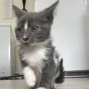 Nova -  Domestic Short Hair Cat for Adoption in York, Pennsylvania - Nova | PetCurious