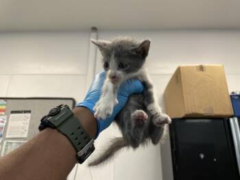 A1935237 -  Domestic Short Hair Cat for Adoption in Thousand Palms, California - A1935237 | PetCurious