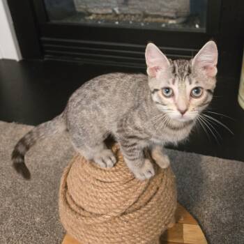 Maquette -  Domestic Short Hair Cat for Adoption in Richmond, Virginia - Maquette | PetCurious