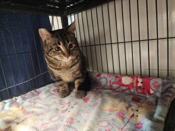 Domestic Short Hair Cats Available for Adoption - Honey | PetCurious