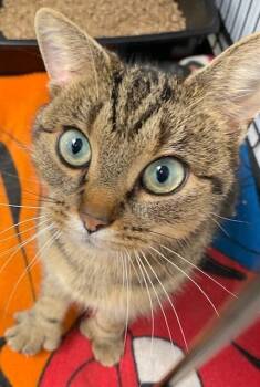 Amie (fka Amber) -  Domestic Short Hair Cat for Adoption in Cumberland, Maine - Amie (fka Amber) | PetCurious
