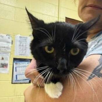 Cosmo -  Domestic Short Hair Cat for Adoption in New York, New York - Cosmo | PetCurious