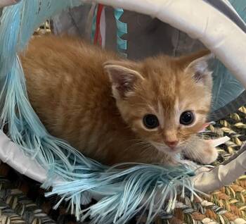 Harmony -  Domestic Short Hair Cat for Adoption in Port Washington, Wisconsin - Harmony | PetCurious