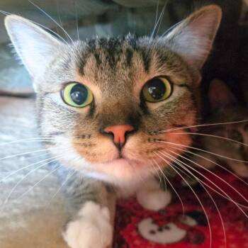 Rescue Domestic Short Hair Cats for Adoption in Nampa, Idaho - Daxter | PetCurious