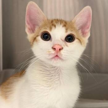 Oliver -  Domestic Short Hair Cat for Adoption in Goleta, California - Oliver | PetCurious