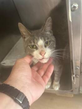 Jacob -  Domestic Short Hair Cat for Adoption in Pine Grove, Pennsylvania - Jacob | PetCurious