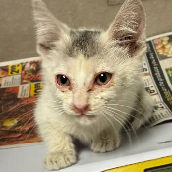 River -  Domestic Short Hair Cat for Adoption in Yuma, Arizona - River | PetCurious