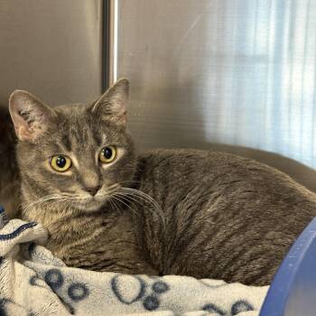 Wendy -  Domestic Short Hair Cat for Adoption in Claresholm, Alberta - Wendy | PetCurious