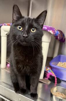 Domestic Short Hair Cats Available for Adoption - Capricorn | PetCurious