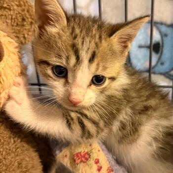 Domestic Short Hair Cats Available for Adoption in Englewood, Florida - Omelet | PetCurious