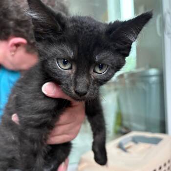 Stone Cold Steve Austin -  Domestic Short Hair Cat for Adoption in West Des Moines, Iowa - Stone Cold Steve Austin | PetCurious