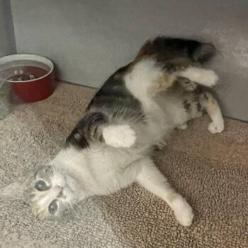 Patches -  Domestic Short Hair Cat for Adoption in North Battleford, Saskatchewan - Patches | PetCurious
