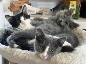 Sam, Max, George, and Jackie - STUNNING BUNCH -  Domestic Medium Hair Cat for Adoption in New York, New York - Sam, Max, George, And Jackie - STUNNING BUNCH | PetCurious