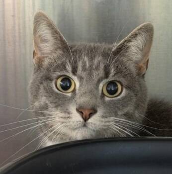 Dinky -  Domestic Short Hair Cat for Adoption - Dinky | PetCurious