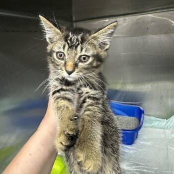 Trevor -  Domestic Short Hair Cat for Adoption in Corbin, Kentucky - Trevor | PetCurious