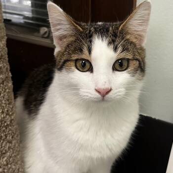 Coco Loco -  Domestic Short Hair Cat for Adoption - Coco Loco | PetCurious