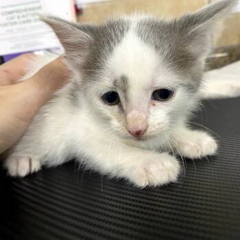 Wheeler -  Domestic Short Hair Cat for Adoption in Eureka Springs, Arkansas - Wheeler | PetCurious