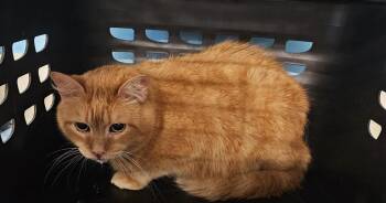 Trent -  Domestic Medium Hair Cat for Adoption in Claremont, New Hampshire - Trent | PetCurious